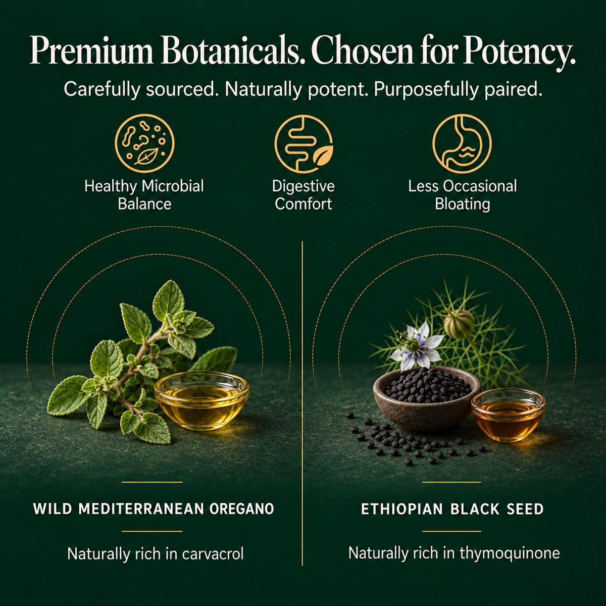 Olvera Oil of Oregano + Black Seed Oil - Special Bundles